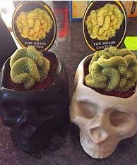 Image result for Kinds of Cactus Plants