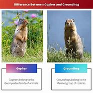 Image result for Gopher and Groundhog