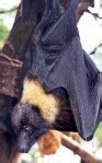 Image result for Bats in Florida