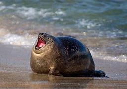 Image result for Chonky Seal Wallpaper