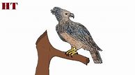 Image result for Harpy Eagle Drawing Side View