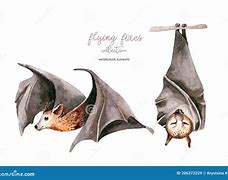 Image result for Baby Black Fruit Bat