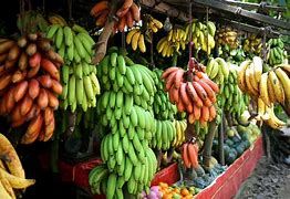 Image result for Different Banana Types