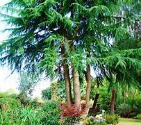 Image result for Ornamental Cedars