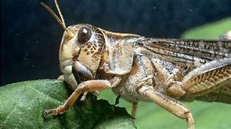 Image result for Locust Insect