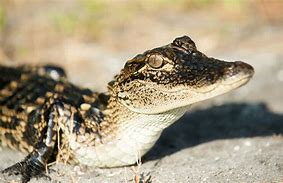 Image result for Cute Alligator Babies