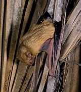 Image result for Northern Yellow Bat