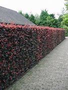 Image result for Beech Hedge