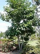 Image result for Sweetbay Magnolia