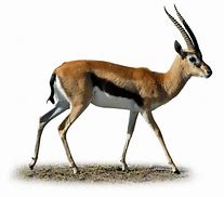 Image result for gazelle