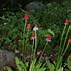 Image result for Primula vialii