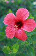 Image result for Hibiscus
