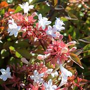 Image result for Abelia x grandiflora