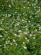 Image result for Geranium nodosum Svelte Lilac