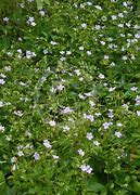 Image result for Geranium nodosum ‘Svelte Lilac’