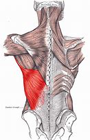 Image result for Chest Area Anatomy