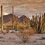 Image result for Cactus in Desert Art