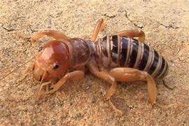Image result for Cricket Bug California