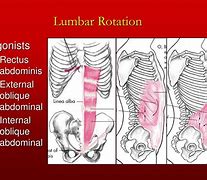 Image result for Lumbar Flexion Muscles