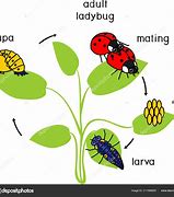 Image result for Life Cycle of Insect Vectors
