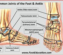 Image result for Foot Anatomy