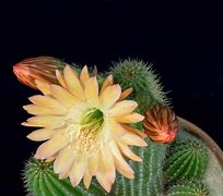 Image result for Cactus AMD Freonds