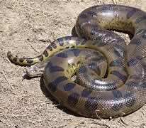 Image result for Rainforest Anaconda