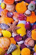 Image result for Summer Beach Backgrounds with Seashells