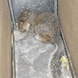 Image result for Rat vs Swuirrel