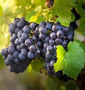 Image result for Fille Gamay Noir Cherry Grove