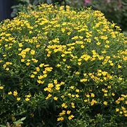 Image result for Hypericum Gemo