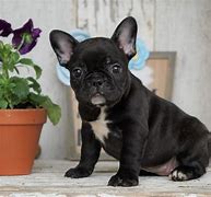 Image result for Top French Bulldog AKC