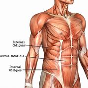 Image result for abdominsl