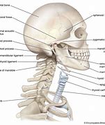 Image result for Human Neck Bones Anatomy