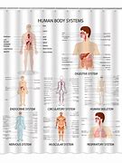 Image result for Human Body Systems Chart