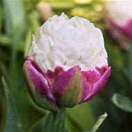 Image result for Tulipa Ice Cream