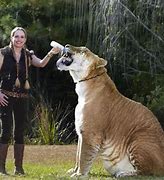 Image result for The World's Biggest Cat