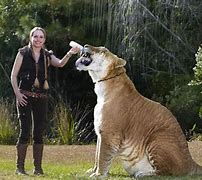 Image result for What Is the Largest Cat in the World
