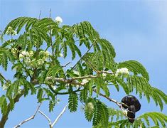 Image result for Ear Tree Florida