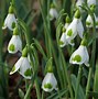 Image result for Galanthus Wifi Mme Bénédicte