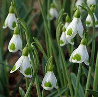 Image result for Galanthus Wifi Bingo