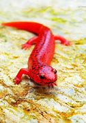 Image result for Monitor Lizard Animal