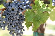 Image result for Bure Family Cabernet Sauvignon Majesty