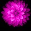 Image result for iPhone 6 Flower Wallpaper 4K