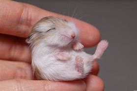 Image result for Bauch Hamster