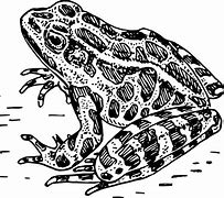 Image result for Indian Black Narrow Mouth Frog