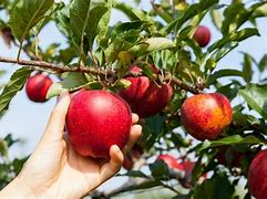 Image result for Picture of Go Pick Apple's
