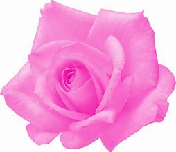 Image result for Pink Rose PNG High Resolution