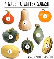 Image result for Squash Photos and Names