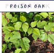 Image result for Poisonous Plants with Berries